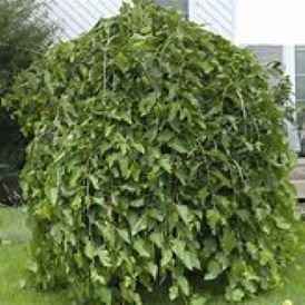 Mulberry Category Image